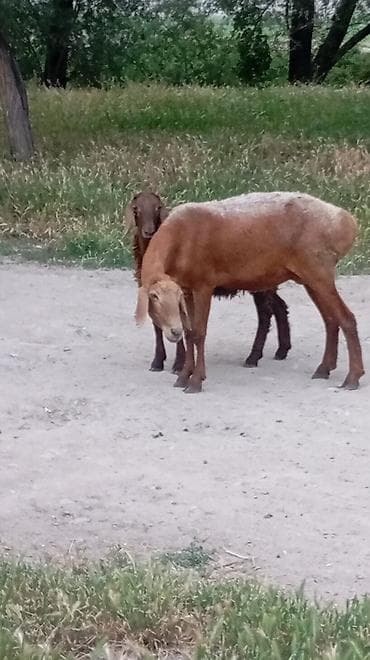 аршан кой: Продаю | Овца (самка) | Арашан | Для разведения | Матка — 3