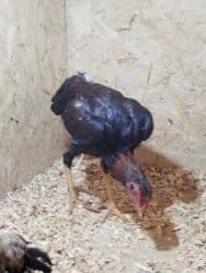 оборудование для кур: Продаю | Куры — 4