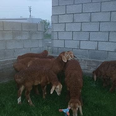 товары для собак: Продаю | Ягненок | Для разведения | Племенные — 6
