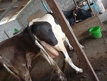 мастит: Продаю | Корова (самка) | Голштин | Для молока | Привязанные — 3