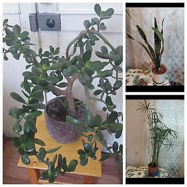 Денежное дерево: Комнатные растения в горшках: 1) Сансевиерия (Sansevieria — 1