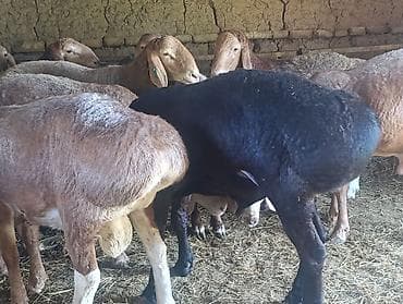 корма для кошек: Продаю | Овца (самка) | Для разведения | Племенные — 4