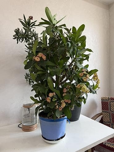 Дом и сад: Эуфорбия миля (Euphorbia milii, «Корона Христа») — крупный комнатный — 1