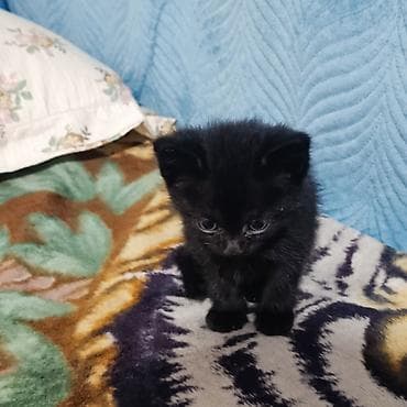 купить короткошерстного котенка: Беспородная, 2 месяца, Девочка, Черный — 3