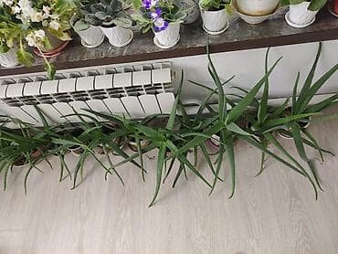 Алоэ: Алоэ вера в горшках (крупные взрослые розетки с боковыми детками) - — 1