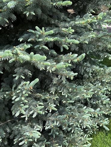 зерно на посадку: Ель голубая (Picea pungens, Blue Spruce) для озеленения участка. - — 2