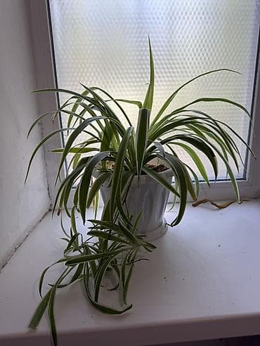 хлорофитума: Хлорофитум (Chlorophytum comosum) в горшке. - Сорта с зелёными — 2