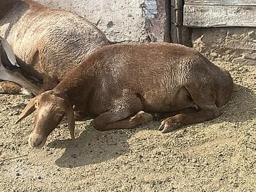 шотландская белая кошка: Продаю | Овца (самка) — 3