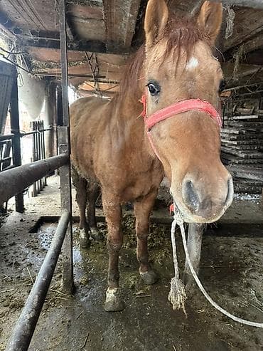 Услуги ветеринара: Продаю | Кобыла (самка) — 7