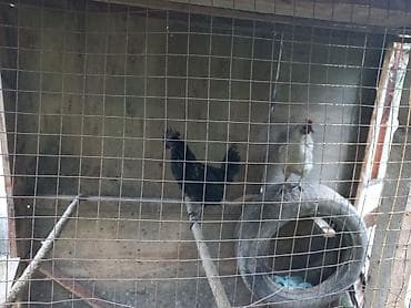 Продаю | Куры | Для разведения