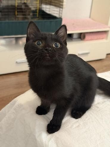 котенок сиамский: Кошка даром: Беспородная, 3 месяца, Мальчик — 3