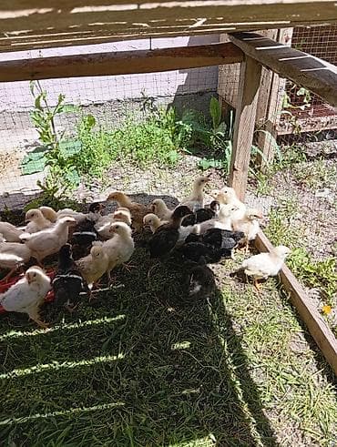 вареная кукуруза: Продаю | Цыплята | Для разведения — 2