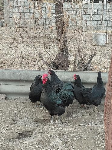 утки гуси: Продаю куры, петух, индоутки Беловодске — 9