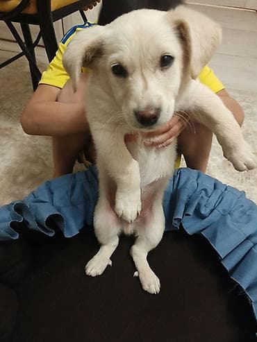 хаски бишкек купить: 2 месяца, Самец, С прививкой — 2