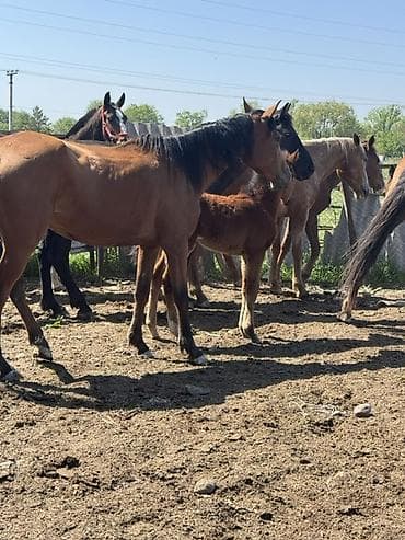 щенки мопсы: Продаю | Кобыла (самка) | Полукровка, Дончак, Английская | Для разведения, Для молока | Племенные — 6