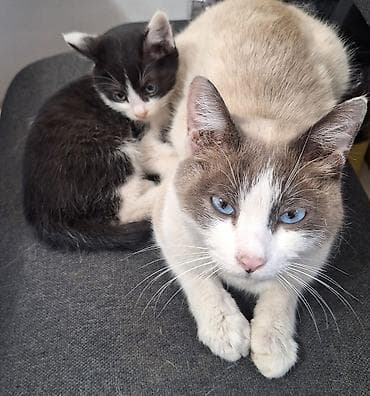 мышык сатылат: 3 айлык, Эркек, Биколор, Лотокко барууга үйрөтүлгөн, Курттардан тазаланган — 3