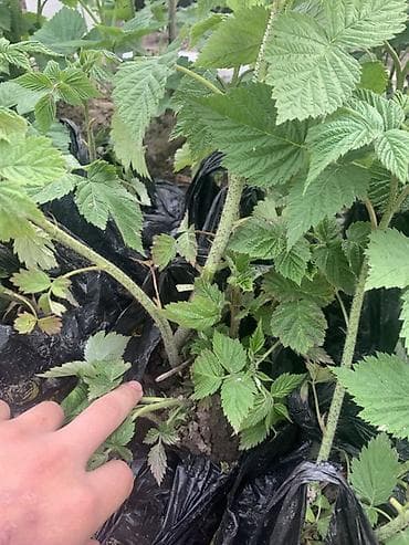 цветок черный принц: Саженцы малины сорта геракл С ЗАКРЫТОЙ КОРНЕВОЙ СИСТЕМОЙ - Молодые — 2