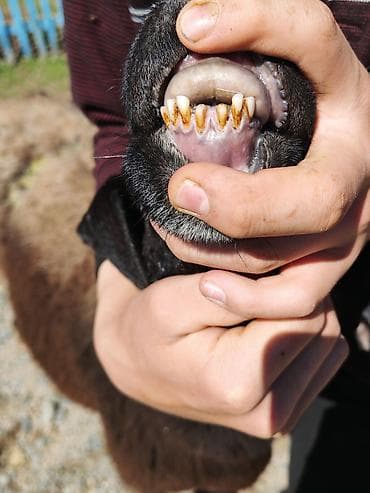 быки на мясо: Продаю | Ягненок | Гиссарская | Для разведения | Племенные — 8