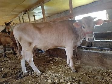 куплю куры несушки: Продаю | Тёлка | На откорм, Для молока | Привязанные — 4