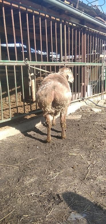 бенгальская кошка цена бишкек: Продаю | Баран (самец) | Для разведения | Племенные — 8