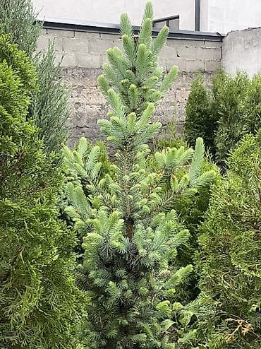 red gensing: Продаются голубые/зеленые/тянь-шанские ели 🌲 Выращиваем сами, со всей — 4