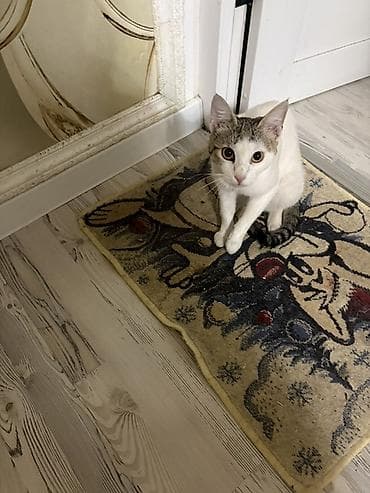 кот на случку: 1 год, Мальчик — 1