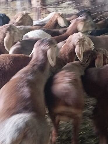 продажа домашних животных: Продаю | Овца (самка), Баран (самец) | Полукровка, Арашан | Для разведения | Племенные — 6