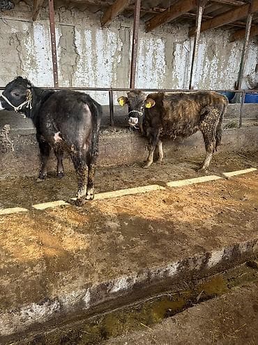 маленькие бычки: Продаю | Бык (самец) — 1