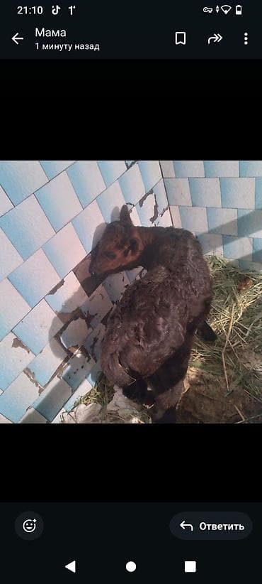 торпок 4 айлык: Сатам | Музоо | Көбөйтүү үчүн | Жасалма уруктандырылган — 1