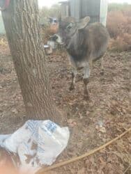 показы 1 354 72 договорная кошка даром британская короткошёрстная 1 год мальчик метис 2 позвонить написать: Сатам | Бука (эркек) | Көбөйтүү үчүн | Жасалма уруктандырылган — 2