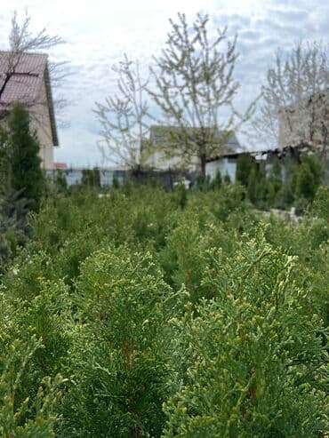 леса строительные купить: Продаются декоративные хвойные растения: ели, туи, сосны 🌿🌲 — 4