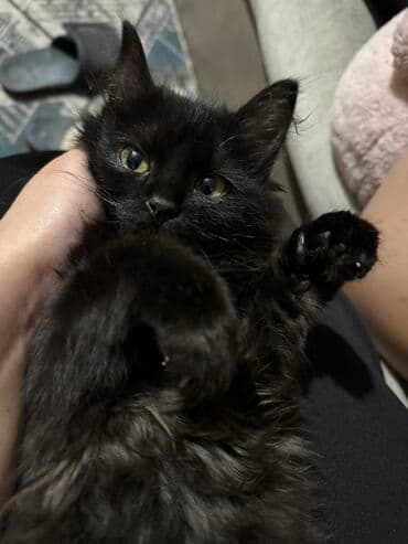 отдам даром щенка немецкой овчарки бишкек: Беспородная, 2 месяца, Девочка, Черный, Приучена к лотку — 1