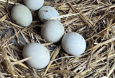 Продаю | Инкубационные яйца | Для разведения