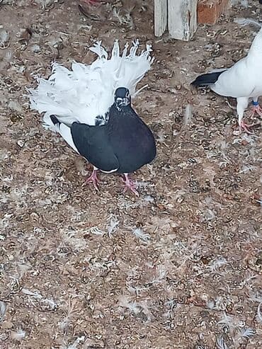 птица голуби: Породистые декоративные голуби породы павлин (фанٹэйл). - Окрас — 3