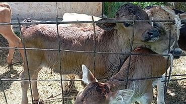 кубок кок бору: Продаю | Музоо, торпок | На откорм | Искусственник — 1