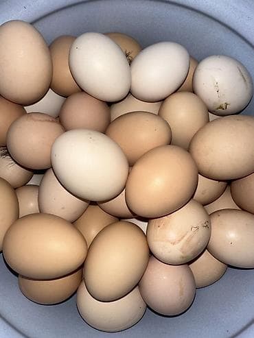 Уй тооктордун жумурткалары сатылат инкубатор эмес, тоокторунуздарга