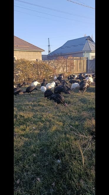 куры домашние: Продаю | Индюк (самец) | Северокавказская | На забой | Племенные — 3