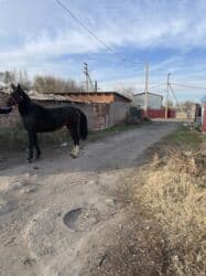 баран оптом: Сатам | Бээ (ургаачы) | Аргын | Жумушка — 6