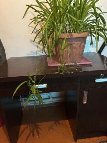 цветок диффенбахия: Стол продаю 2500 — 1