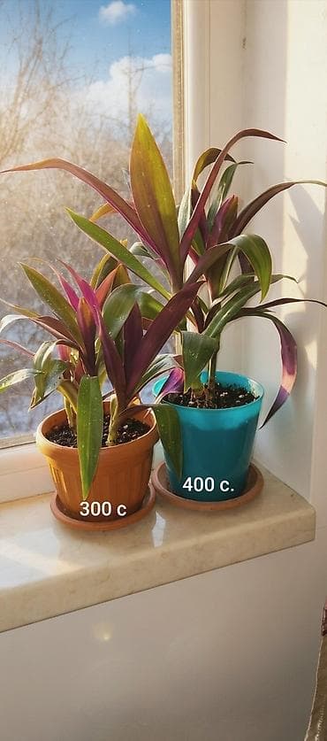 Рео (традесканция покрывальчатая). Декоративно-лиственное комнатное