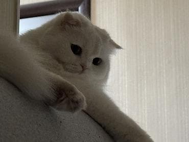 Скотиш Фолд (Шотландская вислоухая), 3 года, Девочка, Белый, Кастрирована, Приучена к лотку, Проглистована