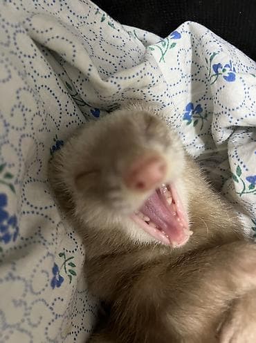 Хомяки: Срочно возьму в бронь 2 человека. Большая просьба изучить все о — 6