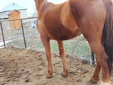 усыпление животных бишкек: Продаю | Кобыла (самка) | Рабочий — 5