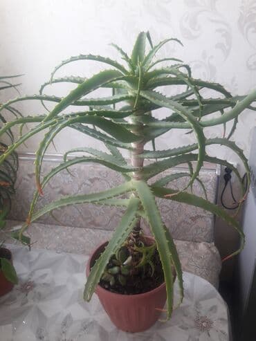 купить аквариум для рыбок недорого: Продаю алоэ разного возраста 1,5-2-3-5-7 лет . г.Каракол. Цена от — 4