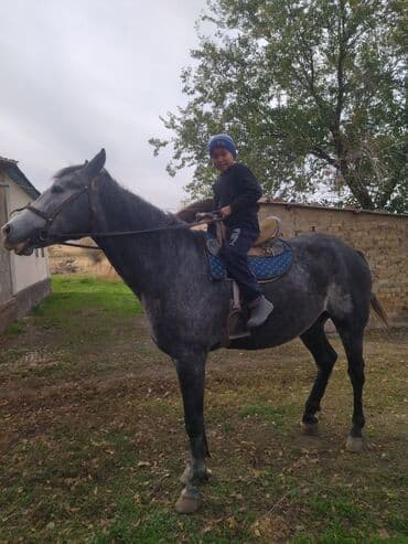 продажа щенков немецкой овчарки с документами в бишкеке: Продаю | Конь (самец) | Конный спорт — 3