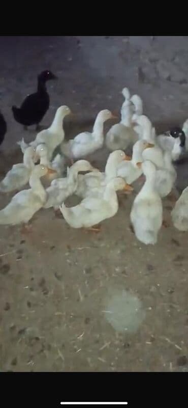 продажа щенков немецкой овчарки с документами в бишкеке: Утята/молодые утки мясо-яичного направления. Описание: - Поголовье — 2