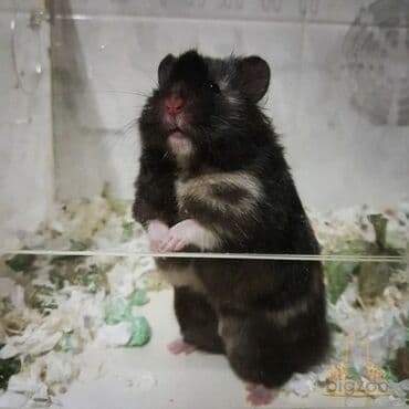 где можно купить хорька: Продаю сирийских хомяков. Возраст 1месяц. Цвет черный, золотистый — 2
