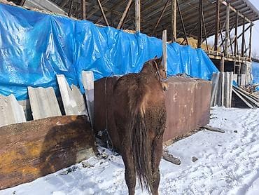 бооз бээ сатылат: Сатам | Бээ (ургаачы) | Жумушка — 4