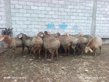 Грызуны: Продаю | Овца (самка) | Для разведения | Племенные — 4