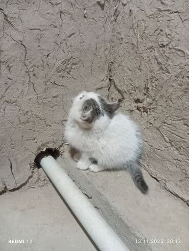 Собаки: Котёнок домашний, короткошёрстный. Окрас: белый с серыми пятнами на — 2